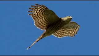 Sparrowhawk Bird Call Bird Song [upl. by Bolan534]