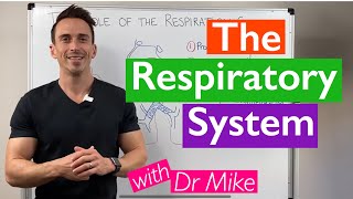 Introduction to the Respiratory System [upl. by Yehudit]