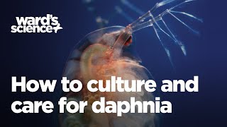 Caring and Culturing for Daphnia [upl. by Sherie224]