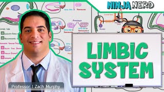 Neurology  Limbic System Anatomy amp Function [upl. by Leen]