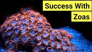 How To Keep Zoas  Zoanthid Care Guide [upl. by Staley]