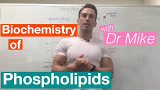 Phospholipids  Biochemistry [upl. by Riba]