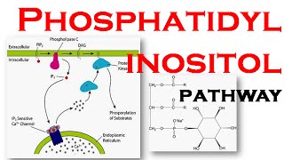 Phosphatidylinositol pathway [upl. by Engvall]