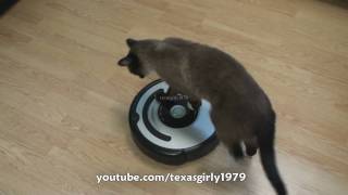 Cat shows HOW TO use iRobot Roomba Vacuum [upl. by Archibald]