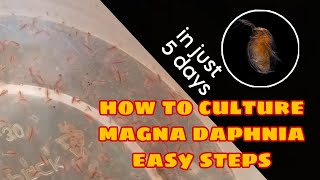 How to Culture Magna Daphnia Easily [upl. by Geminian]