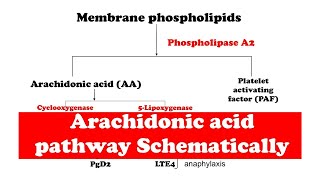 Arachidonic acid pathway [upl. by Imer]