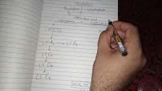 Arachidonic Acid Metabolism and Function [upl. by Ronel]