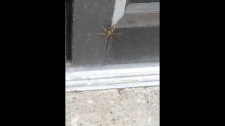 Ichneumon Wasp Depositing Eggs [upl. by Coleen]