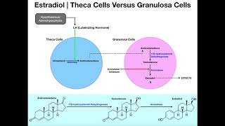 Estradiol Synthesis  Theca Cells amp Granulosa Cells [upl. by Hehre]