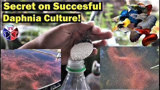 How to Culture Daphnia Successfully [upl. by Nytsud]