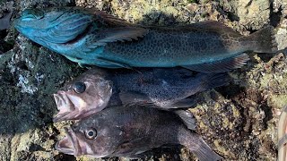 How to Catch LINGCOD and ROCKFISH From SHORE Northern California Rock Fishing [upl. by Ennelram]