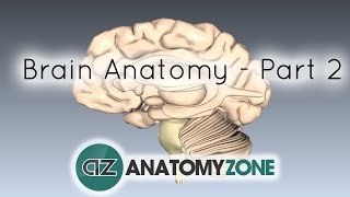 Basic Parts of the Brain  Part 2  3D Anatomy Tutorial [upl. by Eceryt]