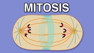 MITOSIS CYTOKINESIS AND THE CELL CYCLE [upl. by Eseilanna791]