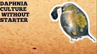 HOW TO CULTURE DAPHNIA NATURALLY WITHOUT A STARTER [upl. by Hsoj]