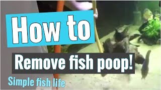 How to remove fish poop from aquarium [upl. by Michiko383]