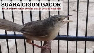 Suara Cigun Jantan Gacor NGEBREN Panjang Full Volume Lantang amp JERNIH Untuk PIKAT Ciblek Gunung Liar [upl. by Nawrocki]