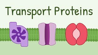 Transport Proteins Pumps Channels Carriers [upl. by Carmen409]