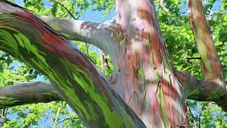 RAINBOW EUCALYPTUS TREE ALL ABOUT IT🌈 [upl. by Finn]