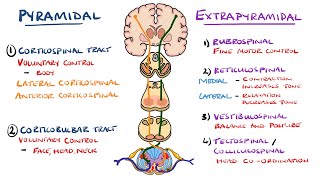 Extrapyramidal and Pyramidal Tracts  Descending Tracts of the Spinal Cord  Includes Lesions [upl. by Kimberlyn66]