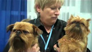 AKC Meet the Breeds Meet the Brussels Griffon [upl. by Ahsot486]