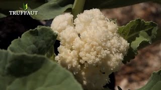 Comment planter des choux fleurs au potager   Truffaut [upl. by Attenat823]