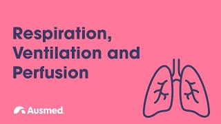 Respiration Ventilation Diffusion and Perfusion  Ausmed Explains [upl. by Klump211]