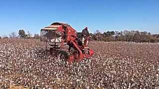 Cotton Picking  Bodine Farms [upl. by Henke44]