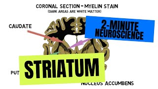 2Minute Neuroscience Striatum [upl. by Phionna]