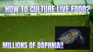 How to Culture Daphnia Secret Method to Breed MILLIONS  Simply Aquatic [upl. by Rramed851]