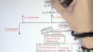 Part II  Aracidonic Acid Metabolites [upl. by Lyckman]