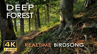 4K Deep Forest  8 Hours NO LOOP Birdsong  Robin amp Blackbird Singing  Relaxing Nature Ambiance [upl. by Akela]