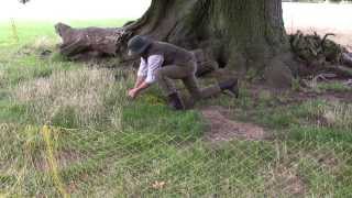 Ferreting evicting rabbits from some old Suffolk Oaks [upl. by Kingdon]