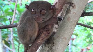 Tarsier  the smallest monkey in the world HD [upl. by Nivlem]