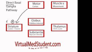 Basal Ganglia Direct Pathway [upl. by Auoz685]