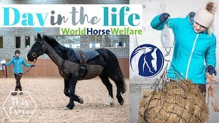 Horse Rehoming Centre Day in the life at World Horse Welfare  This Esme [upl. by Gnut660]