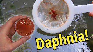 How I Culture Daphnia In Outdoor Tubs [upl. by Aivatnuhs]