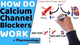 How do Calcium Channel Blockers Work Pharmacology [upl. by Fisk]