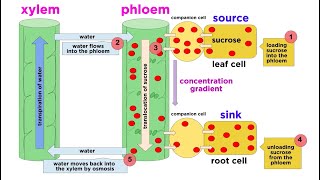 Types of Plant Tissues [upl. by Cynera]