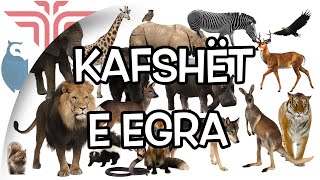 Kafshët e egra [upl. by Uticas]