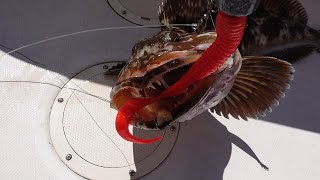 Washington State Lingcod and Cabezon Fishing 2021 Blue Sea Monster [upl. by Ayekat]