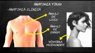 Semiologia médica pulmonar  Parte1 [upl. by Brynna231]