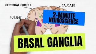 2Minute Neuroscience Basal Ganglia [upl. by Flavio]