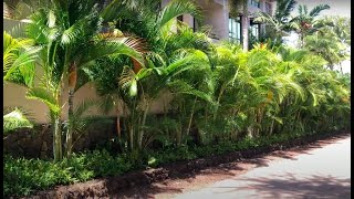 The Golden Cane Palm Dypsis lutescens AKA The Areca Palm [upl. by Adner]