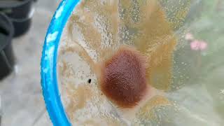 How to culture daphnia moina in a small container Part 1 English Subtitle [upl. by Macfadyn]