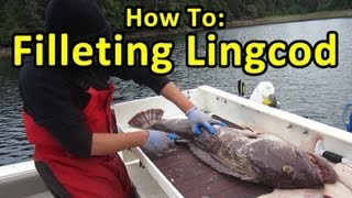 HOW TO FILLET LINGCOD  FISHING TIPS [upl. by Artenak]