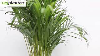 Areca Palm [upl. by Airtal]