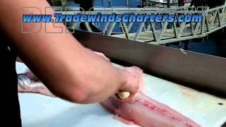 How to Fillet a Ling Cod [upl. by Benedicta174]