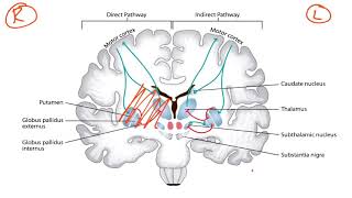 Basal Ganglia amp Dopaminergic Pathways for the USMLE Step 1 [upl. by Gerri]