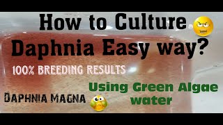 Daphnia MagnaHow to Culture Daphnia Easy wayCulturing Daphnia using Green water Daphnia [upl. by Stephi984]