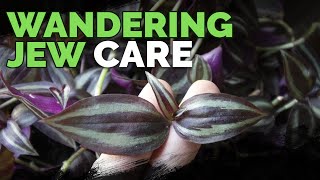 Wandering Jew Plant Care Growing Tradescantia Zebrina [upl. by Joselow]